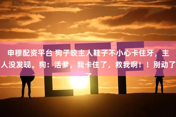 申穆配资平台 狗子咬主人鞋子不小心卡住牙,主人没发现。狗:活爹,我卡住了,救我啊!!别动了