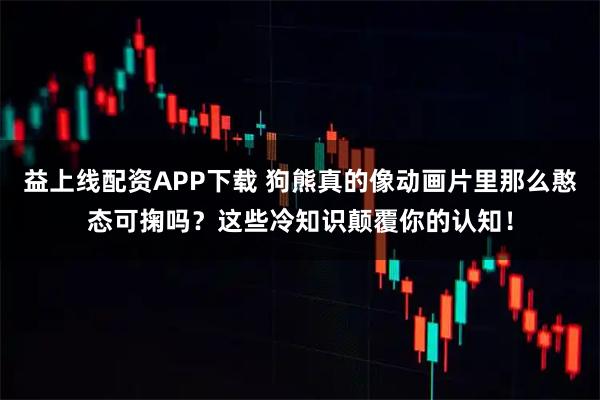 益上线配资APP下载 狗熊真的像动画片里那么憨态可掬吗?这些冷知识颠覆你的认知!